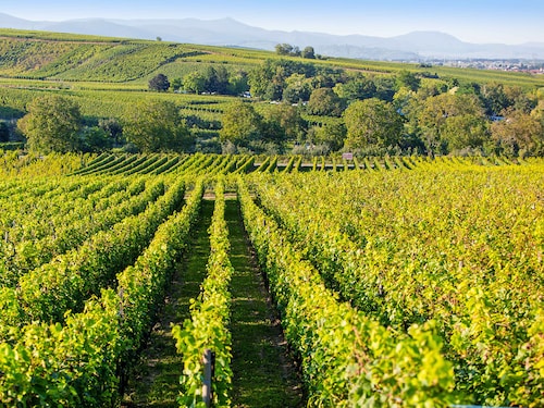 Résidence Le Clos d'Eguisheim